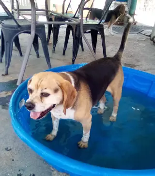 Louie-He's got a sponsor!