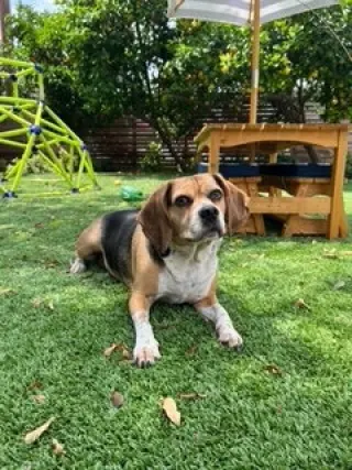 Louie-He's got a sponsor!