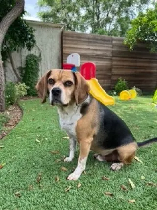Louie-He's got a sponsor!