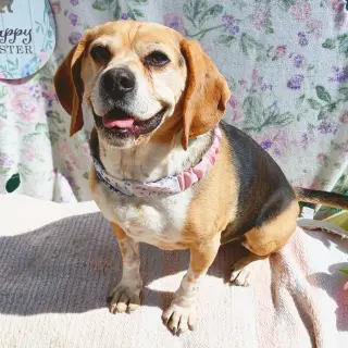 Louie-He's got a sponsor!