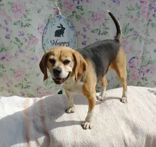 Louie-He's got a sponsor!