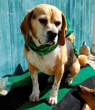 Louie-He's got a sponsor!