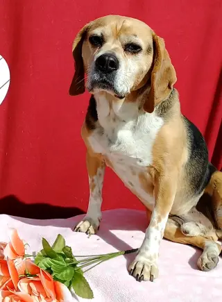 Louie-He's got a sponsor!