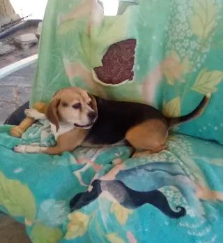 Louie-He's got a sponsor!