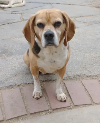 Louie-He's got a sponsor!
