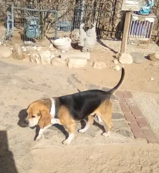 Louie-He's got a sponsor!