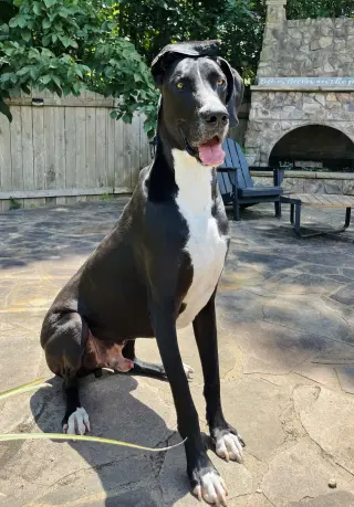 Scoobie