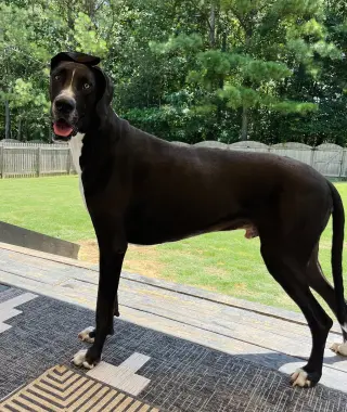 Scoobie