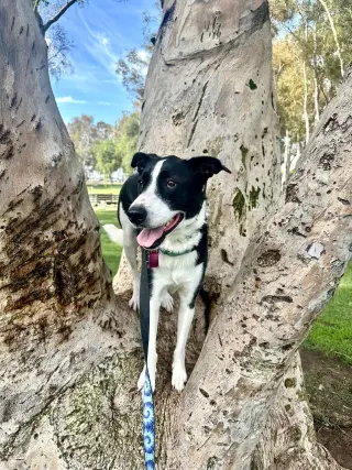 Zuzu