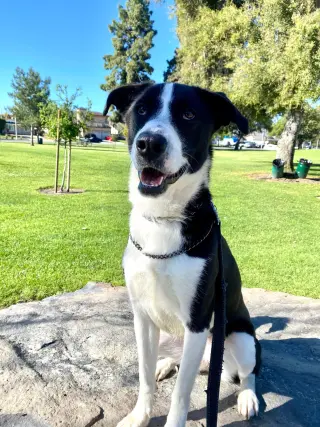Zuzu