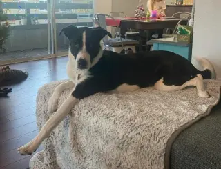 Zuzu