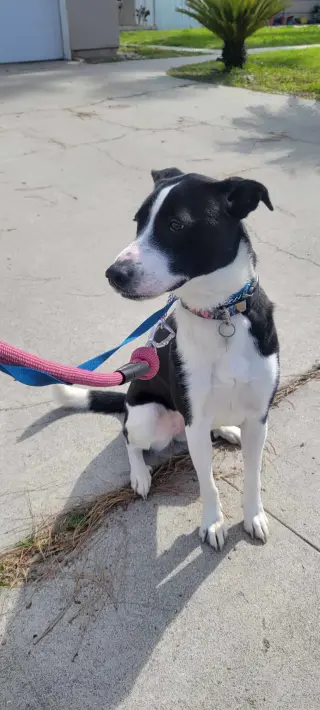 Zuzu