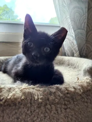 Bam Bam