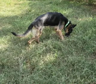 Stella