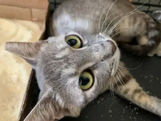 Shelly