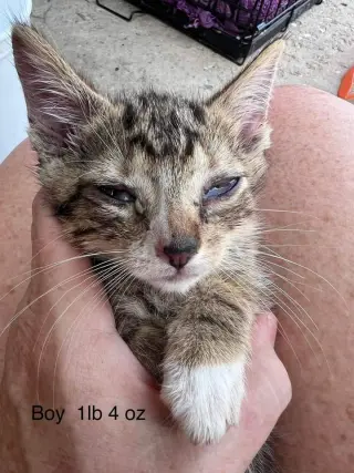 FOSTERS NEEDED FOR KITTENS!
