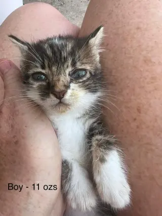 FOSTERS NEEDED FOR KITTENS!