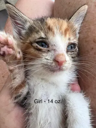 FOSTERS NEEDED FOR KITTENS!