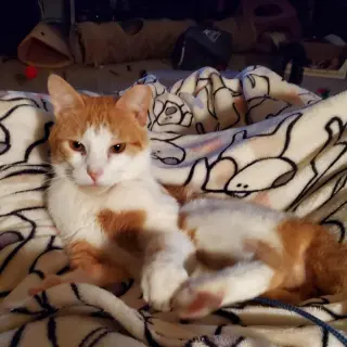 Ernie