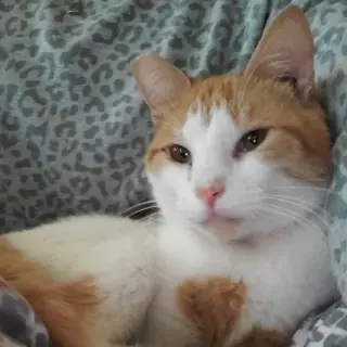 Ernie