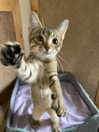 Mistie