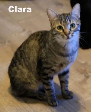 Clara (NapaHM)