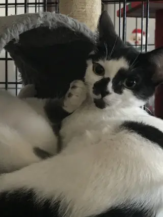 Stella
