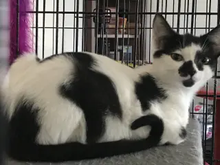 Stella