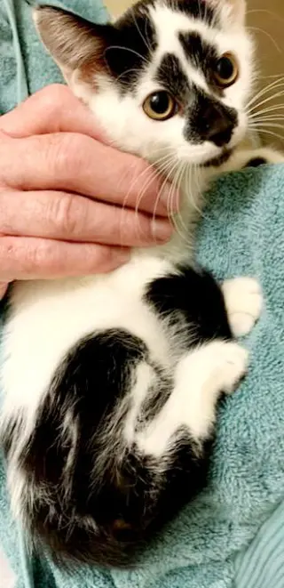 Basil