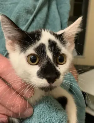 Basil