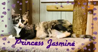 Jasmine