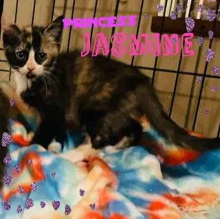 Jasmine