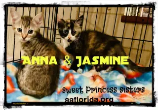 Jasmine