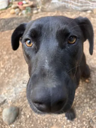 Kia Lia