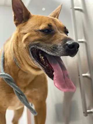 Duke (Kenzo)