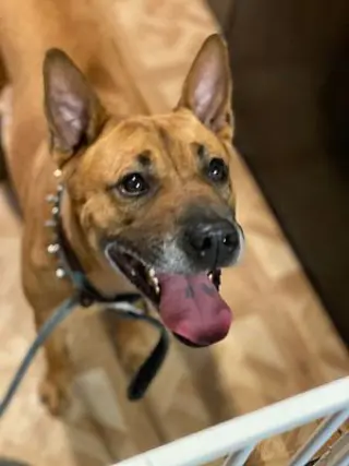 Duke (Kenzo)