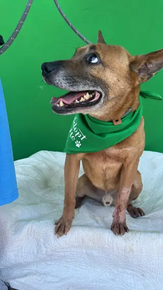 Duke (Kenzo)