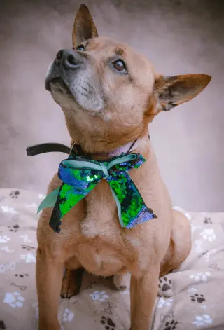 Duke (Kenzo)