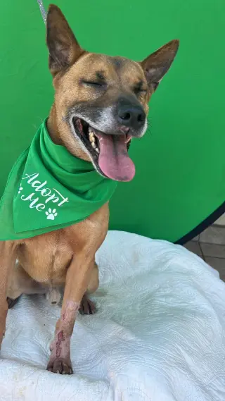Duke (Kenzo)