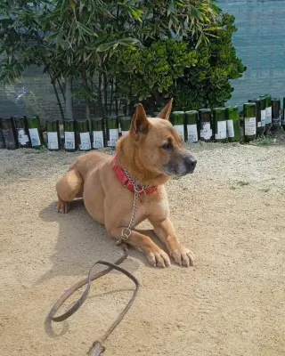 Duke (Kenzo)