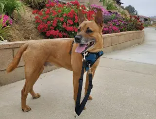 Duke (Kenzo)