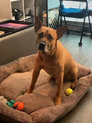 Duke (Kenzo)