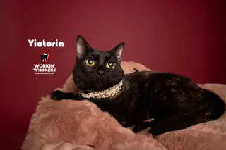 VICTORIA