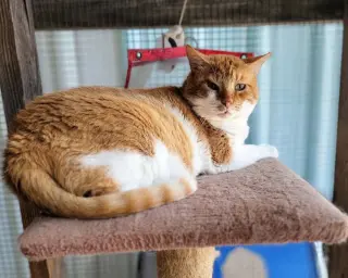 Leo