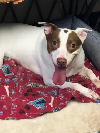 Mitzi