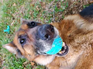 Molly
