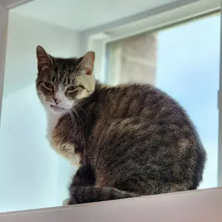 Buddy