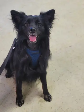 Pogo