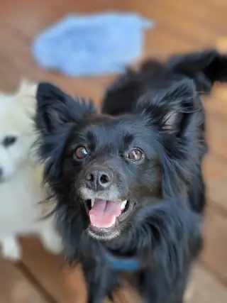 Pogo