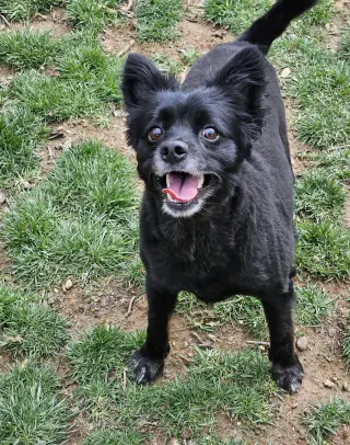 Pogo